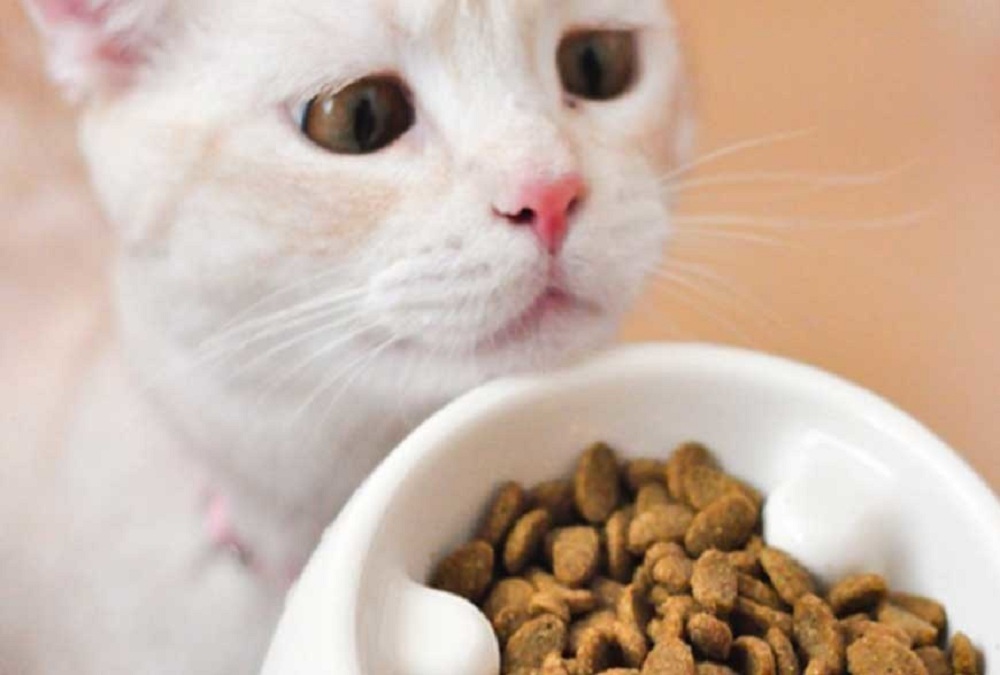 Makanan Kucing Anggora
