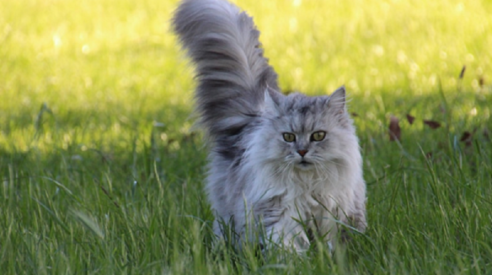 Jenis Kucing Persia, Karakteristik & Harganya
