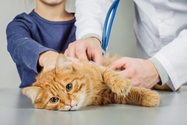 Cara Mengobati Kucing Keracunan