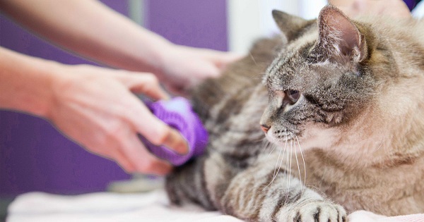 Perlakuan Khusus Untuk Obati Kucing Flu